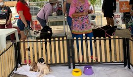 Feira de Adoção já garantiu lar para mais de 50 animais