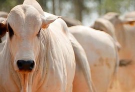 Secretaria de Saúde alerta agricultores para circulação de tuberculose em bovinos na zona rural