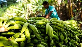 Projeto de fruticultura vai gerar cerca de 900 empregos no Sertão Alagoano