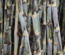 Variedade RB ocupa mais de 55% da área de cultivo de cana no Brasil