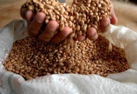 Brasil pode superar EUA e liderar exportações agrícolas globais