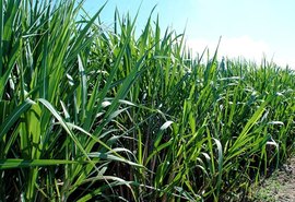 Sistema de vigilância por satélite fez empresa do agro evitar 168 incêndios