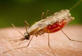 Cientistas da Fiocruz avançam no desenvolvimento de vacina completa contra a Malária