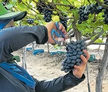 Fazenda no Sertão alagoano aposta em turismo com colheita de uvas