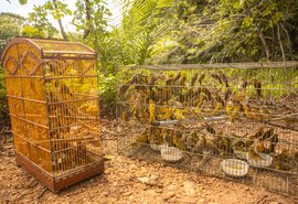 Pássaros vítimas de tráfico são devolvidos a natureza