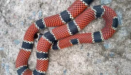 Cobra é encontrada dentro do quarto de residência em Maragogi