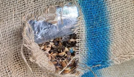 Carga com 77 toneladas de café escondia 366 kg de cocaína no Porto de Santos