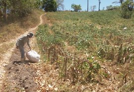Alagoas fará distribuição de 1.250 toneladas de sementes