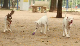 Lei torna crime exercício ilegal da medicina veterinária
