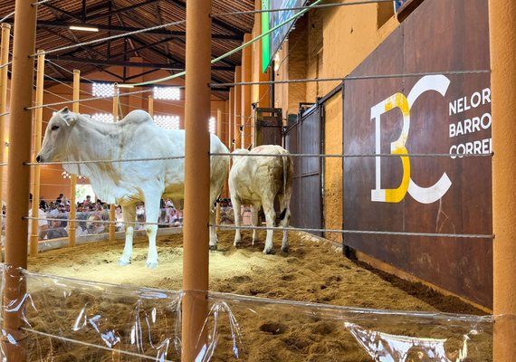 Leilão Nelore Barros Correia será o abre-alas da Expoagro 2023