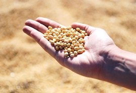 Tratamento de sementes de soja com os inoculantes e defensivos biológicos impulsiona a produção brasileira