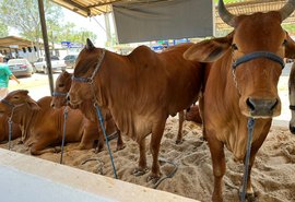 Alagoas vai estrear julgamento da raça Sindi durante 73ª Expoagro