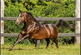 Tropa Vale Rico carrega pilares da Vaquejada
