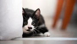 Saiba os cuidados essenciais para criar um gato filhote saudável