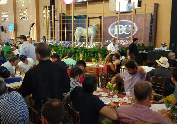 Leilão Nelore IBC será o abre-alas da Expoagro, neste sábado (23)