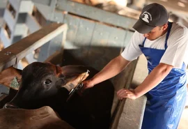 Mapa prorroga campanha de vacinação contra aftosa em 14 estados