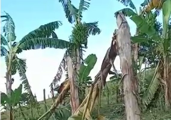 Agricultores perdem lavoura de banana em decorrência de ventania em Santana do Mundaú