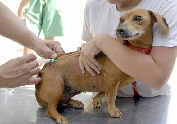 Campanha de vacinação antirrábica na cidade de Penedo começa pela zona rural