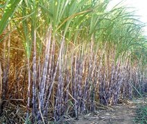 Maior banco genético de cana-de-açúcar do Brasil fica na Bahia e tem mais 5 mil variedades; saiba mais