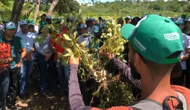 Unicafes-AL e Copagriss promovem Dia de Campo voltado para cultura da mandioca