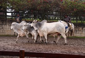 IBC confirma edição presencial do leilão Barros Correia