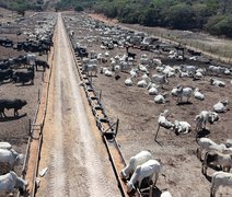 Boitel da Cooperativa Pindorama gera renda no campo e fomenta a economia circular