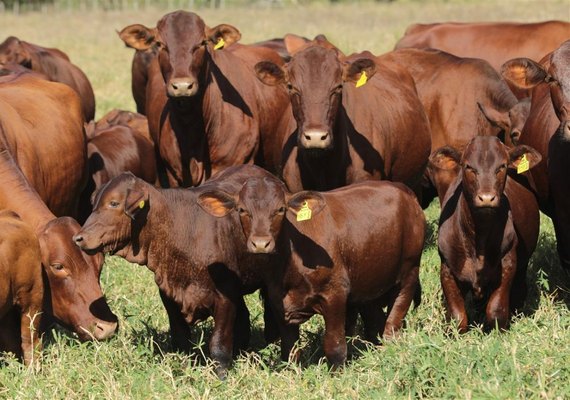 Lotes Santa Gertudris ficam à disposição para visitação técnica na Fazenda Mangabeira