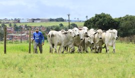 2º Brahman RB Agropecuária ocorre nesta quarta (13)