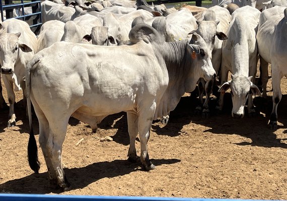 Investimentos na cria, recria e engorda ajudam na produção de carne com melhor qualidade para o mercado