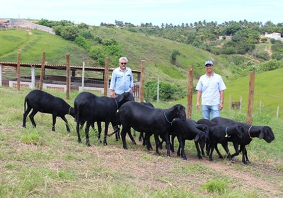 Leilão Alagoas 2019 promete genética atualizada do santa inês