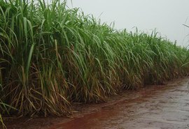 Zona canavieira registrou mais de 957 mm de chuva de janeiro a maio deste ano