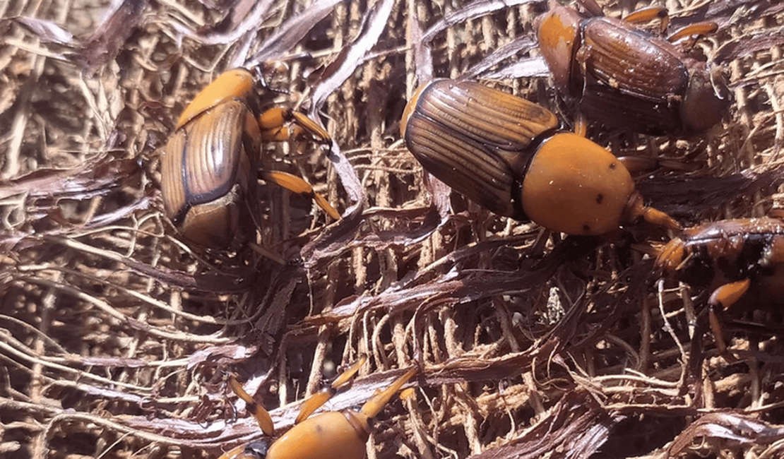 Mapa alerta para risco do bicudo-vermelho e reforça medidas de prevenção no país