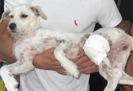 Moradores do Vergel denunciam que PM atirou em cadela durante abordagem no bairro