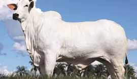 Vaca nelore bate recorde mundial ao atingir R$ 54 milhões em leilão