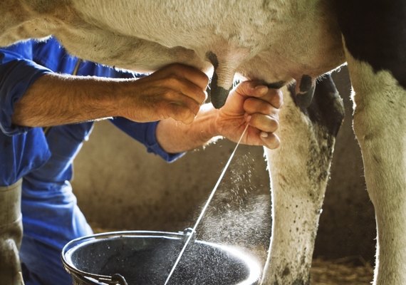 Após ano de crescimento, setor de leite tende a colocar o pé no freio em 2026