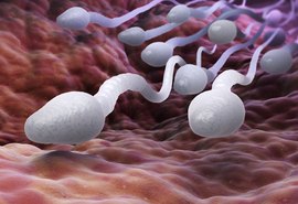 Contraceptivo masculino que impede espermatozoides de circular é desenvolvido; saiba mais