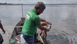 Laudos apontam a presença de pesticidas na laguna Mundaú