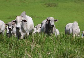 Varrela Pecuária produz carne nelore considerada “suprassumo” no mercado