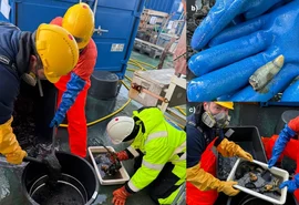 Restos de baleia no Ártico revelam ecossistema raro