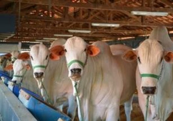 CPMF e Semear promovem dia de campo para pecuaritas