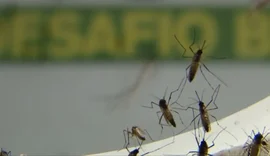 Moradores de bairro da parte baixa de Maceió relatam invasão de “nuvem de mosquitos”