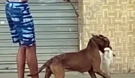 Homem que instigou pitbull a matar gato tem prisão revogada