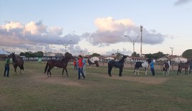 Equinos Mangalarga Marchador aumentam participação na Expoagro Alagoas