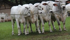 20º Leilão Nelore Positivo compartilha seleção genética CMPF