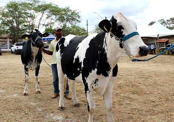 Expo Bacia: Expectativa é participação de 500 animais