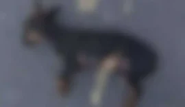 Filho leva cachorro morto por cabo de vassoura à polícia e denuncia o pai