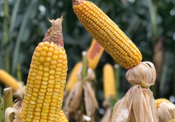 Ministério da Agricultura monitora ocorrência de enfezamento do milho
