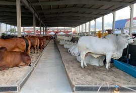 Expoagro-AL tem programação para todas as as cadeias produtivas; confira a programação