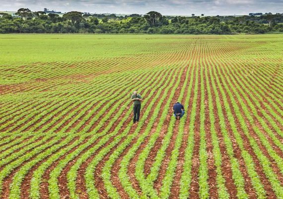 Valor Bruto da Produção Agropecuária em 2021 deve ser de R$ 1,076 bi