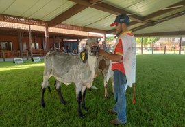 Girolando em destaque: julgamento movimenta a 12ª Expoalagoas Genética em Maceió